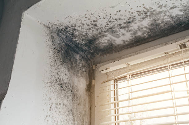 Affordable Mold Cleanup solutions in Maple Grove, MN